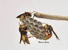 Polistes buyssoni