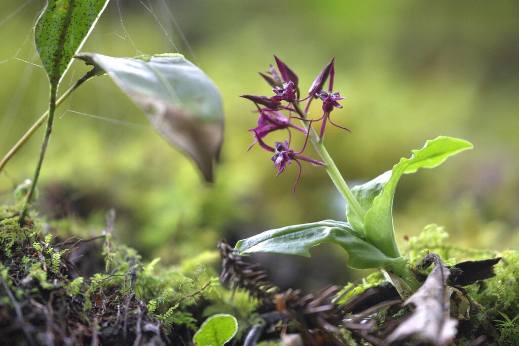 Liparis sasakii