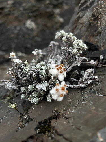 Leucogenes grandiceps observed 2026-05-27