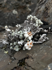 Leucogenes grandiceps, photograph (c) Ben, some rights reserved (CC BY)
