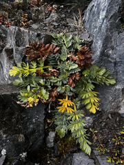 Anisotome pilifera