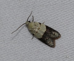 Tracholena sulfurosa