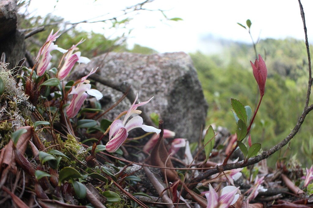 Dendrobium fargesii Finet 3