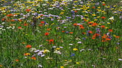 Castilleja suksdorfii