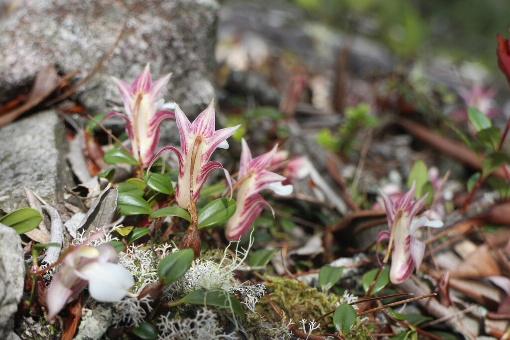 Dendrobium fargesii Finet 2