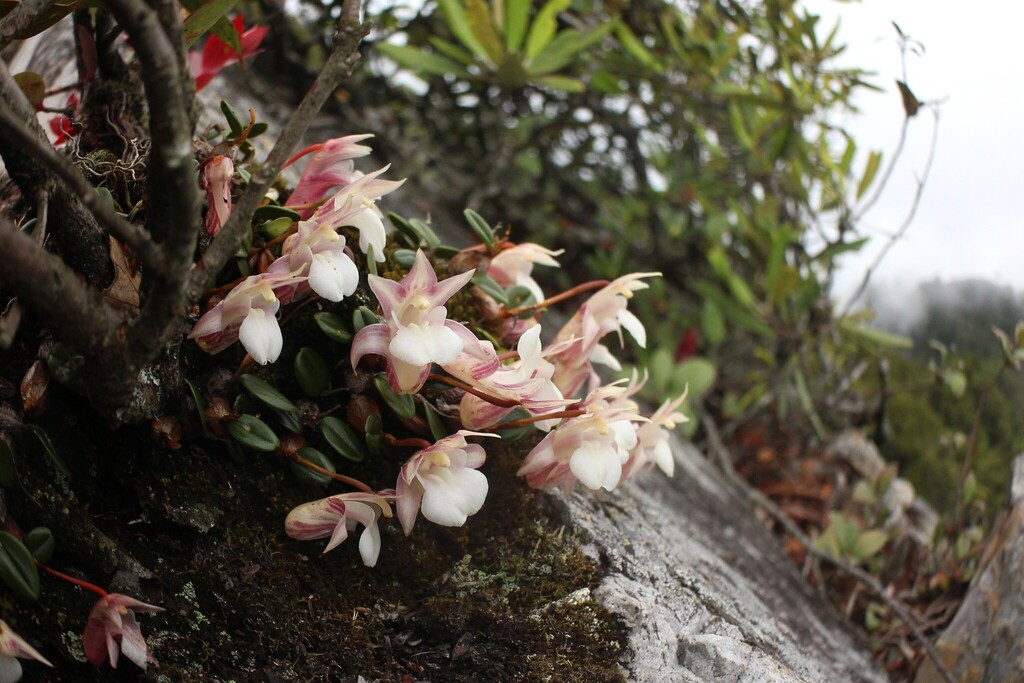 Dendrobium fargesii Finet