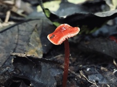 Hygrocybe minutula