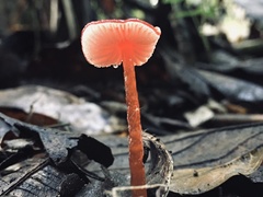 Hygrocybe minutula