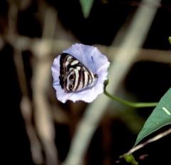 Dynamine postverta postverta