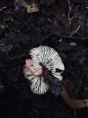 Hygrocybe minutula