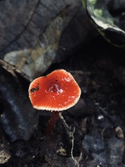 Hygrocybe minutula
