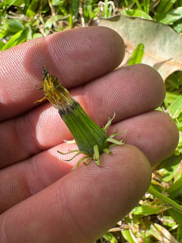 Taraxacum officinale observed 2026-05-26