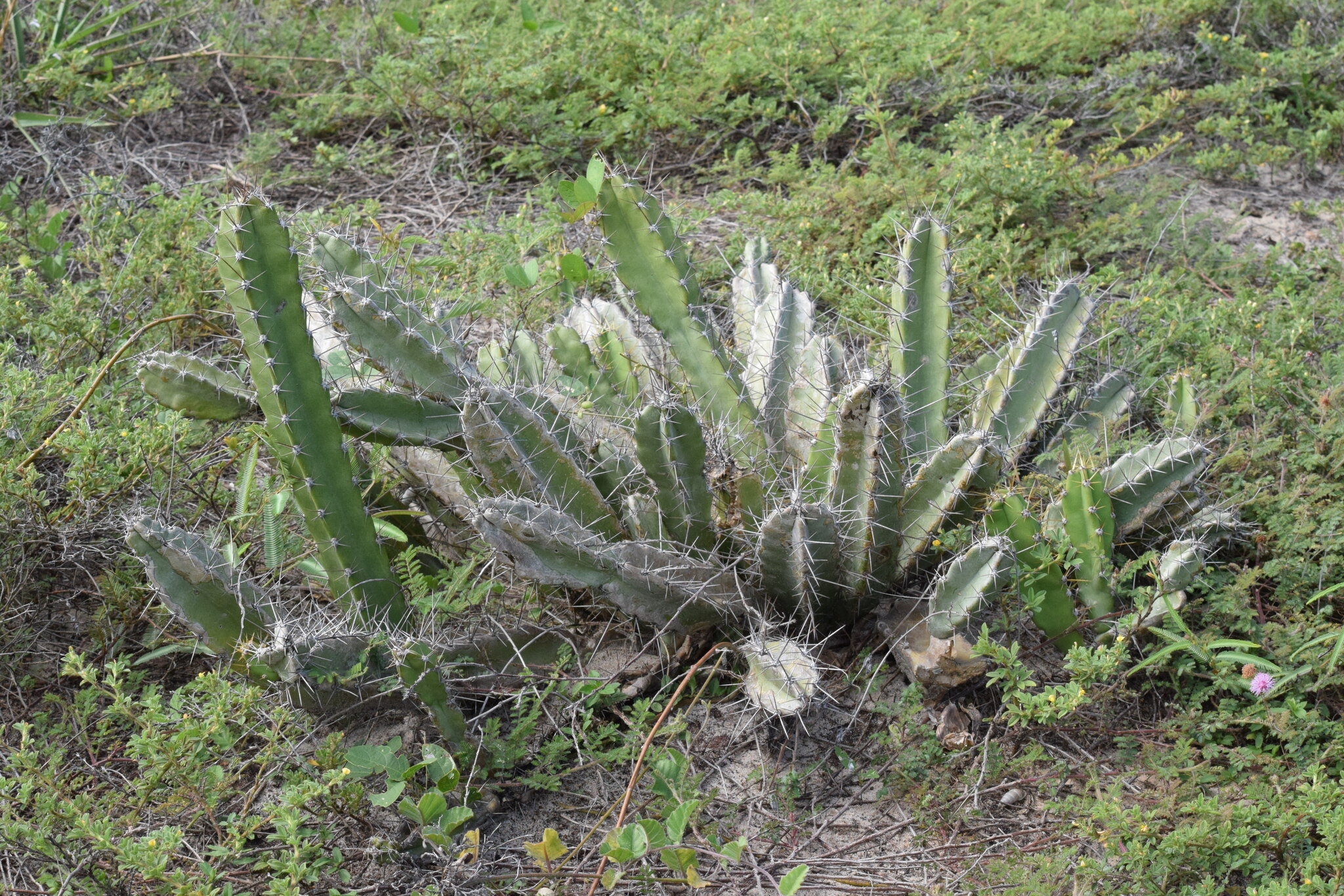 Cereus fernambucensis