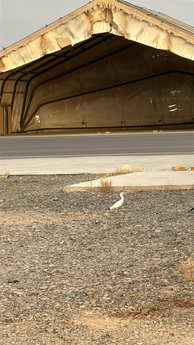 Western Cattle-Egret