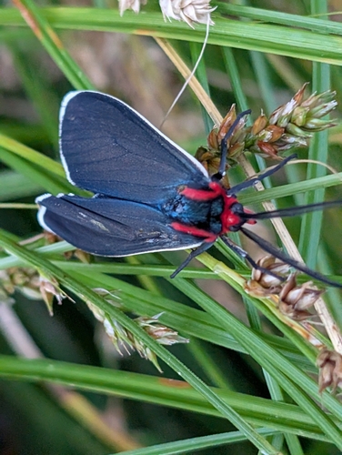White-margined Ctenucha Moth photo 3