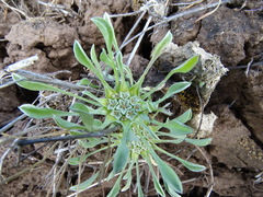 Hesperevax caulescens