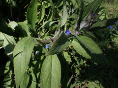 Pentaglottis sempervirens