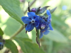 Pentaglottis sempervirens