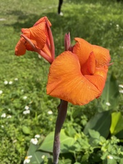 Canna × generalis