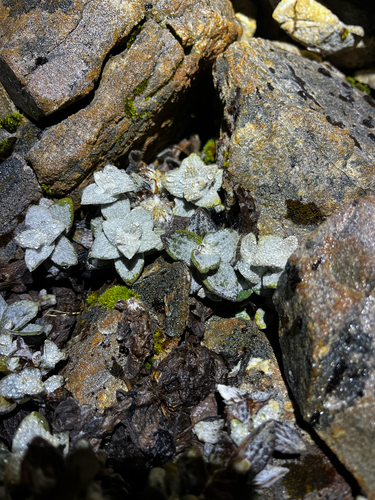 Haastia sinclairii, photograph 3