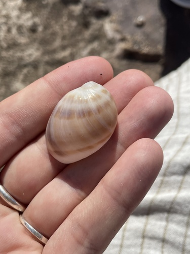 Mammilla melanostoma observed 2026-05-27