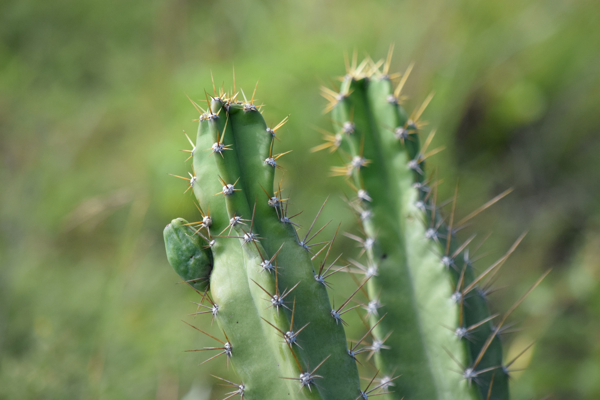 Cereus fernambucensis