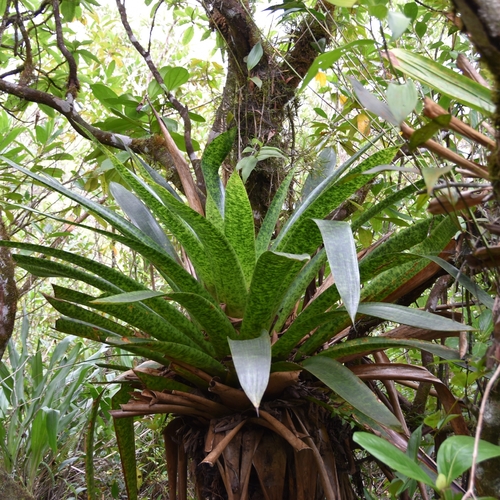 Werauhia kupperiana, photograph 3
