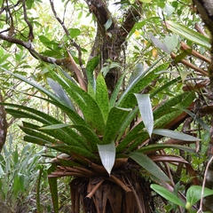 Werauhia kupperiana, photograph (c) Nathan Van Cooten, some rights reserved (CC BY)
