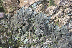 Pseudocyphellaria neglecta