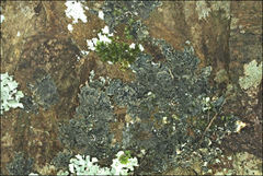 Pseudocyphellaria neglecta