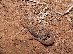 Pachydactylus punctatus