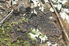 Pseudocyphellaria neglecta