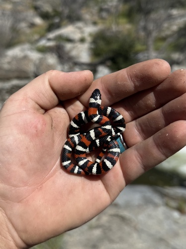 iNaturalist observation photo of California Mountain Kingsnake