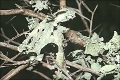 Ramalina inflata