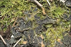 Pseudocyphellaria neglecta