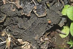 Pseudocyphellaria neglecta
