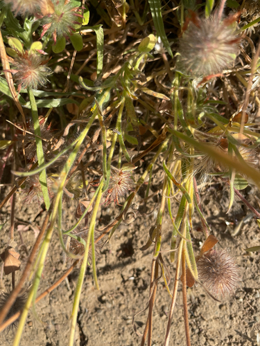 Achyrachaena mollis, photograph 2