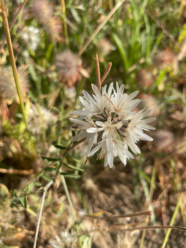 Achyrachaena mollis