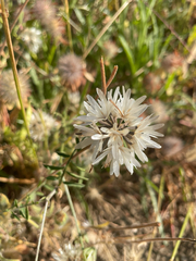 Achyrachaena mollis, photograph author not stated, no rights reserved