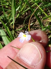 Downingia ornatissima