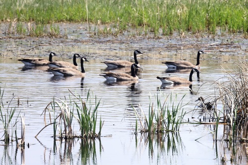 Canada Goose