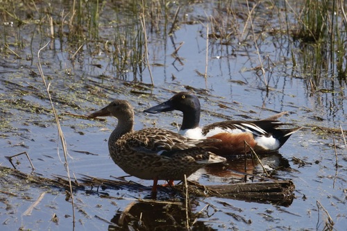 Northern Shoveler