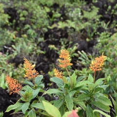 Palicourea triphylla