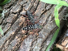 Placosternus difficilis