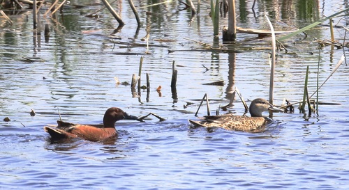 Cinnamon Teal