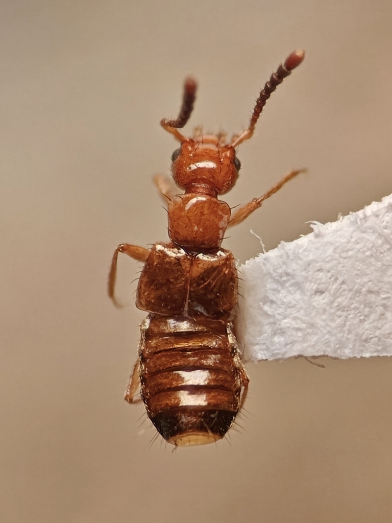 Apocellus analis