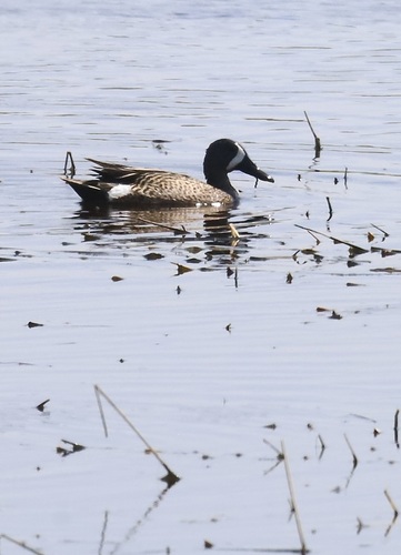 Blue-winged Teal