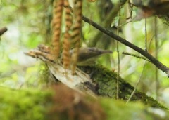 Camarhynchus pallidus