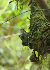 Camarhynchus pallidus