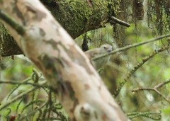 Camarhynchus pallidus